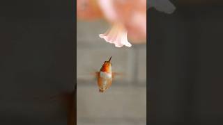 Sound on to hear the buzzing hummingbird nature