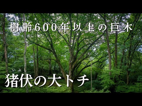 【森の巨人たち百選】秘境・猪伏の大トチ|四国カルストの原生林に眠る樹齢600年の巨木
