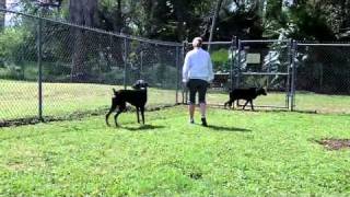 Doberman for Adoption - young male