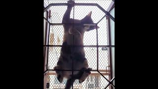 Our Spider Cats by (K)CAT(D) 108 views 1 month ago 48 seconds