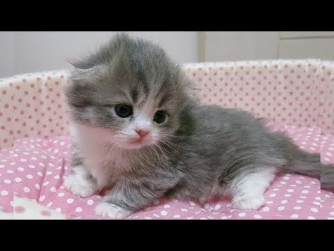 猫かわいい すごくかわいい子猫 最も面白い猫の映画17 95 Youtube