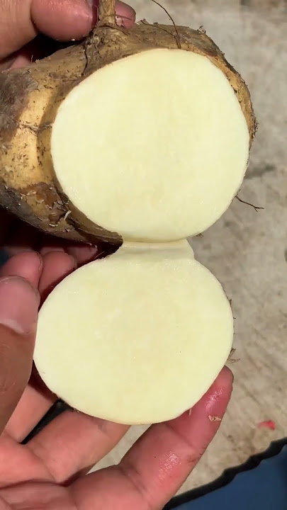 5 benefits of jicama fruit