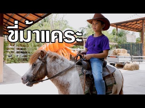 ปิดเทอมเที่ยวไหน ขี่ม้าแคระ ฟาร์มม้าอัมพวา สมุทรสงคราม ตอน1 | Vlog EP54 เต๋อพาเที่ยว