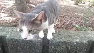 野良猫がトコトコ歩いて来て膝の上に乗ってきた。