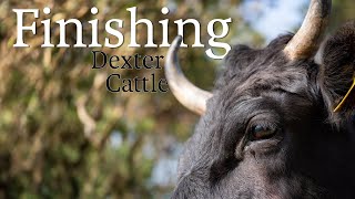 Finishing  Preparing Dexter Cattle for Slaughter