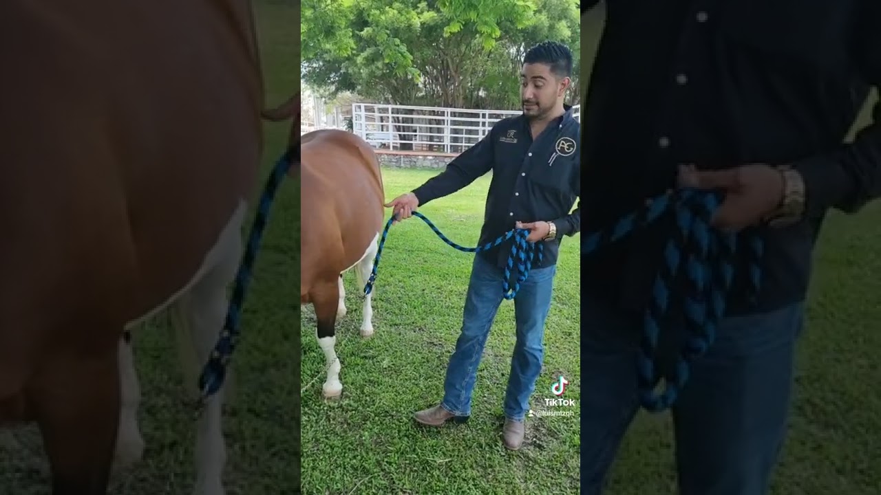 Yegua a punto de Parir #LuisMtzQuarterHorses #Caballos #Yeguas #Potrillos #LaGeneticaNuncaMiente