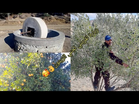 زيارة إلى مسقط رأسي دوار بني عشير جماعة الدردارة لجني الزيتون مع مشاركة أهم الأنشطة في هذا الموسم