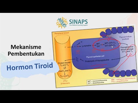 Video: Dalam sintesis hormon tiroid?