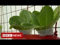 New video by BBC News on YouTube