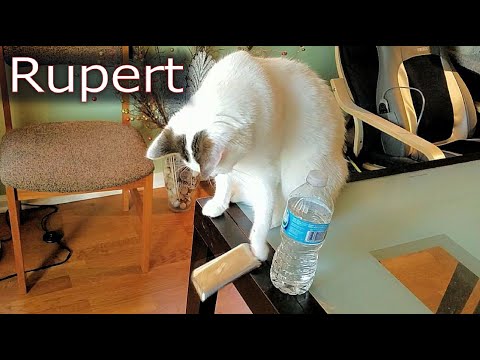 Cat throws Ipod off a table to test Physics