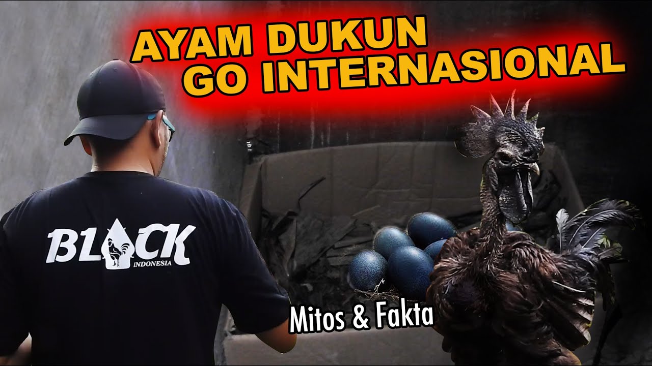 GREBEK KANDANG AYAM CEMANI, UNGGAS ASLI INDONESIA DIAKUI DUNIA - TELOR & D4RAHNYA BERWARNA HITAM ??