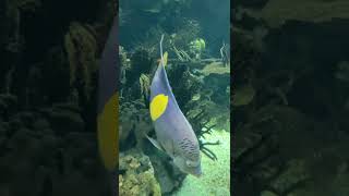 #aquarium #tropicalfish #oceanariodelisboa #lisboa #portugal 🇵🇹🇵🇹🇵🇹🇵🇹