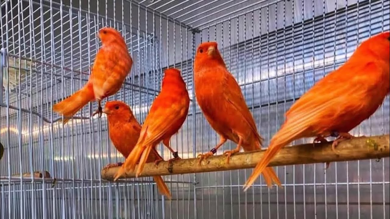 18. May кара камиш канарека йовойи бозори