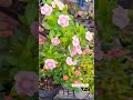 Exotic vinca #Nirvana ring hello#Available for sale#whatsapp 8848666144