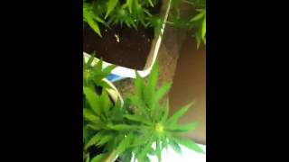 Blue Dream 2013 grow