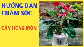 HƯỚNG DẪN CHĂM SÓC CÂY HỒNG MÔN - AI CŨNG LÀM ĐƯỢC