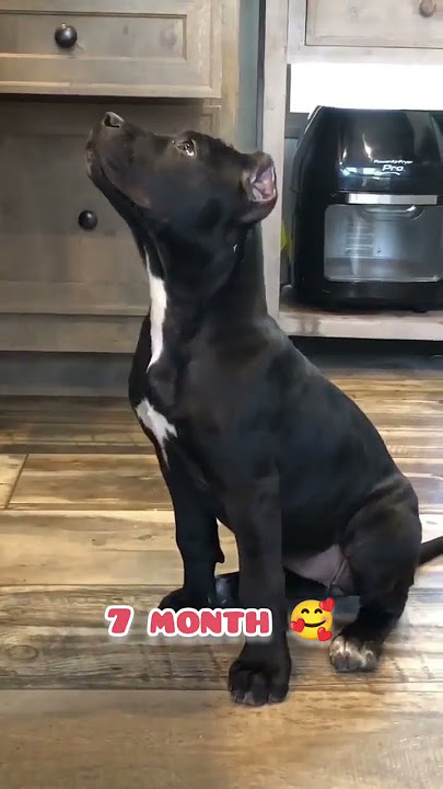 black american bully transformation