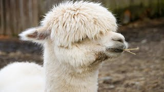 Animal Cool Facts: 5 Things You Didn't Know About Llamas