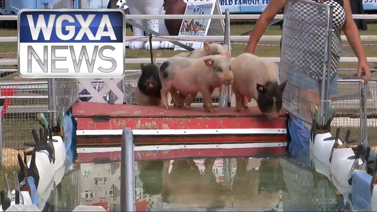Pig races hog the spotlight Oreo cookies fuel the fast and the piggyest