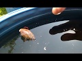 Большой жук-плавунец плавает в бочке.