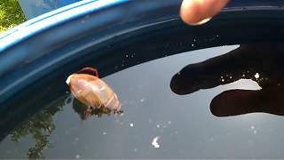 Большой жук-плавунец плавает в бочке.