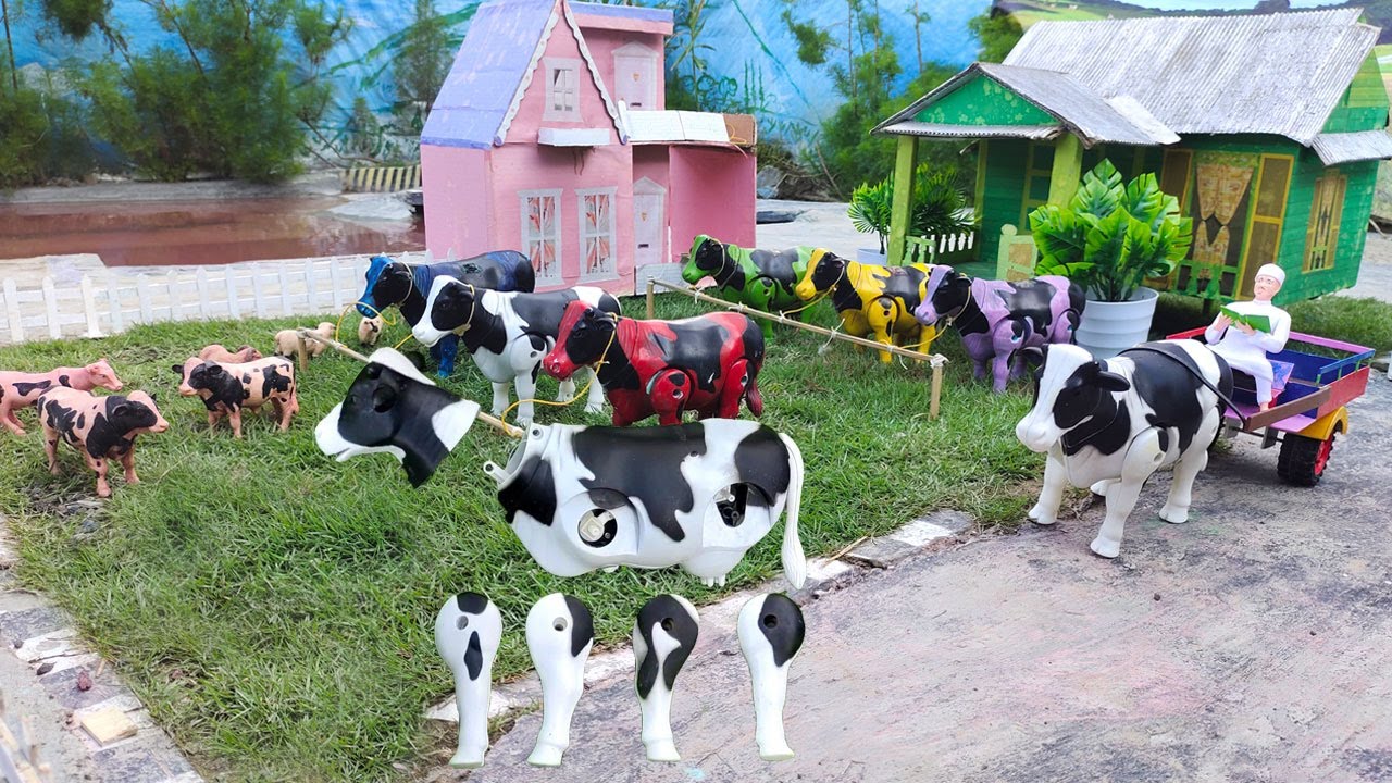 Simulasi Potong Sapi Kurban Di Muat Truk Oleng