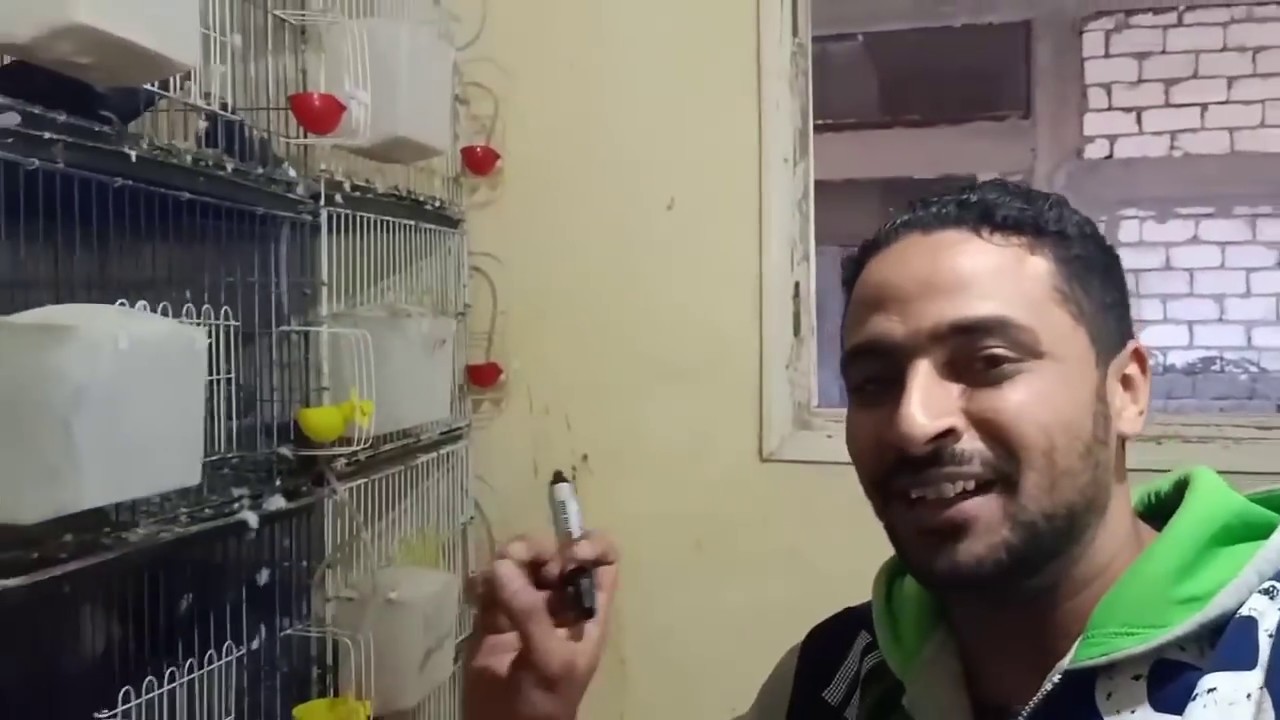 السر في المنتج ده هو السبب في البيض الكتير للحمام جربه عندك مع علي المنسي!!