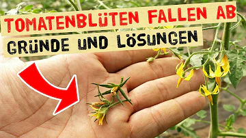 Was machen wenn die Tomatenblüten abfallen?