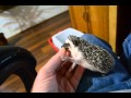 Tina&#39;s hoglet Blinky