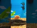 cool angel fishes #shorts  #lilhumilde  #explore #explorepage #viral #fishes