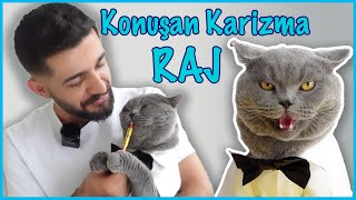 BİR KEDİ SUSMAZ MI?!!! (Konuşan Kedi)