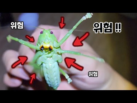 <strong>물리면</strong> 끝장납니다!! 괴물같은 것들이 계속 나옵니다. 태국여행 #.1