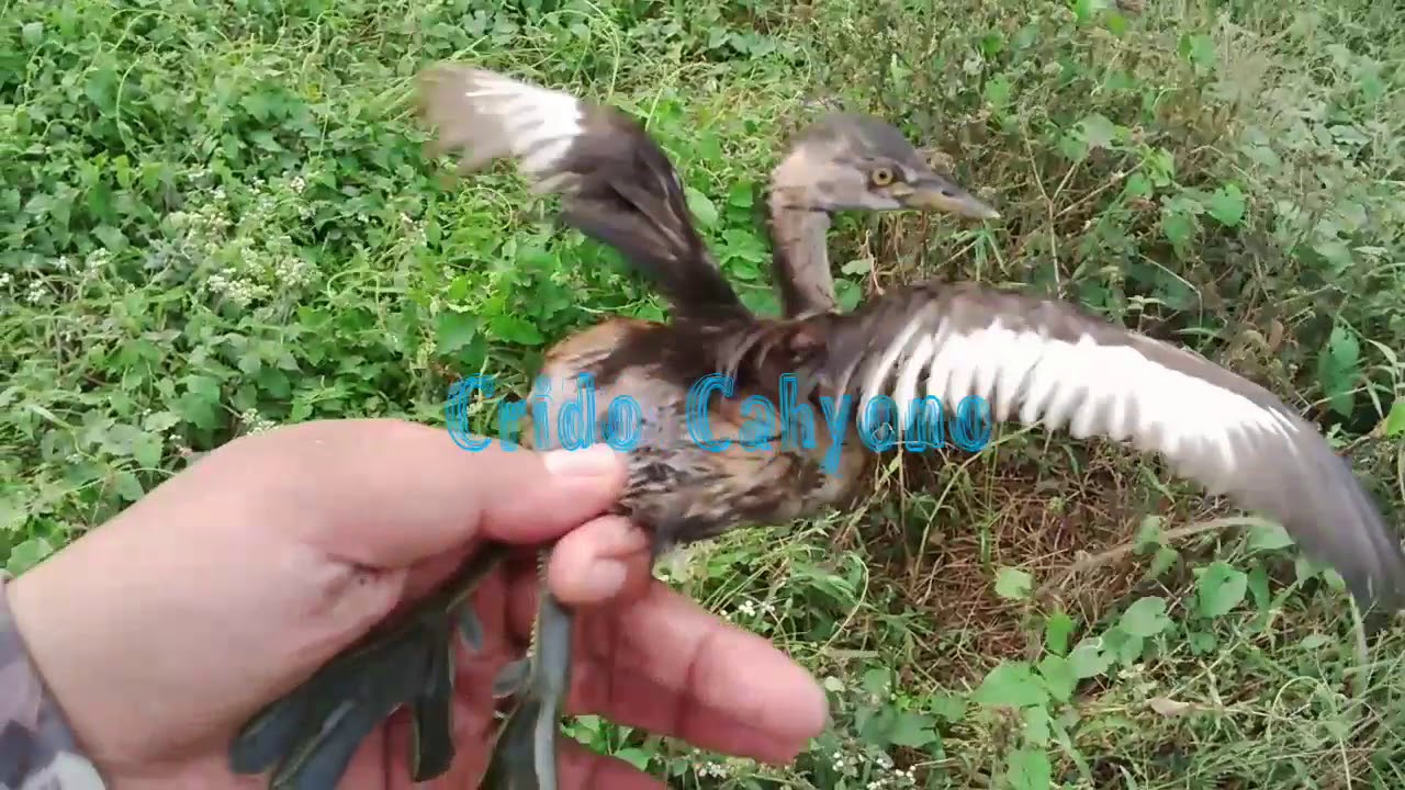 Berburu Belibis Malah Ketemu Belibis Batu Lagi Sembunyi Di Semak2