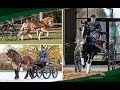 Hengstprsentation schweres warmblut kaltblut haflinger und edelbluthaflinger 2023