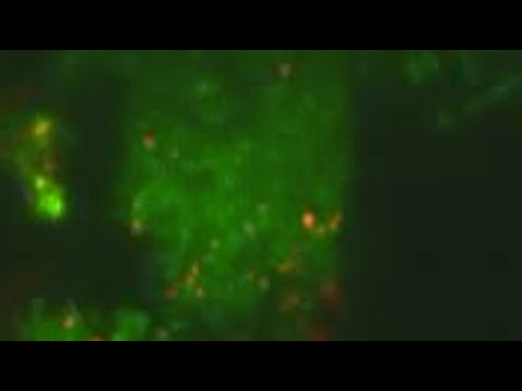 內生性大麻素 | 知識樹 Tree of knowledge