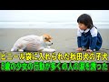 【奇跡の実話】残酷に扱われ、ビニール袋に入れられて海辺に捨てられた秋田犬の子犬…。絶望の中で、5歳の少女の行動が多くの人の涙を誘った。