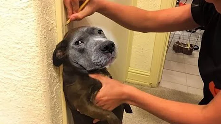 Video 11429011: cats best funniest animals, funny cat best funniest