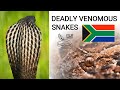 Deadly venomous snakes of South Africa, mambas, cobras, puff adder, boomslang, twig snake