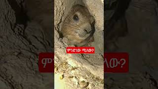 ኢትዮጵያ#አዲስ_አበባ #abelbirhanuየወይኗ #ethiopia #habesha #habesha #አዲስ_አበባ #ebc