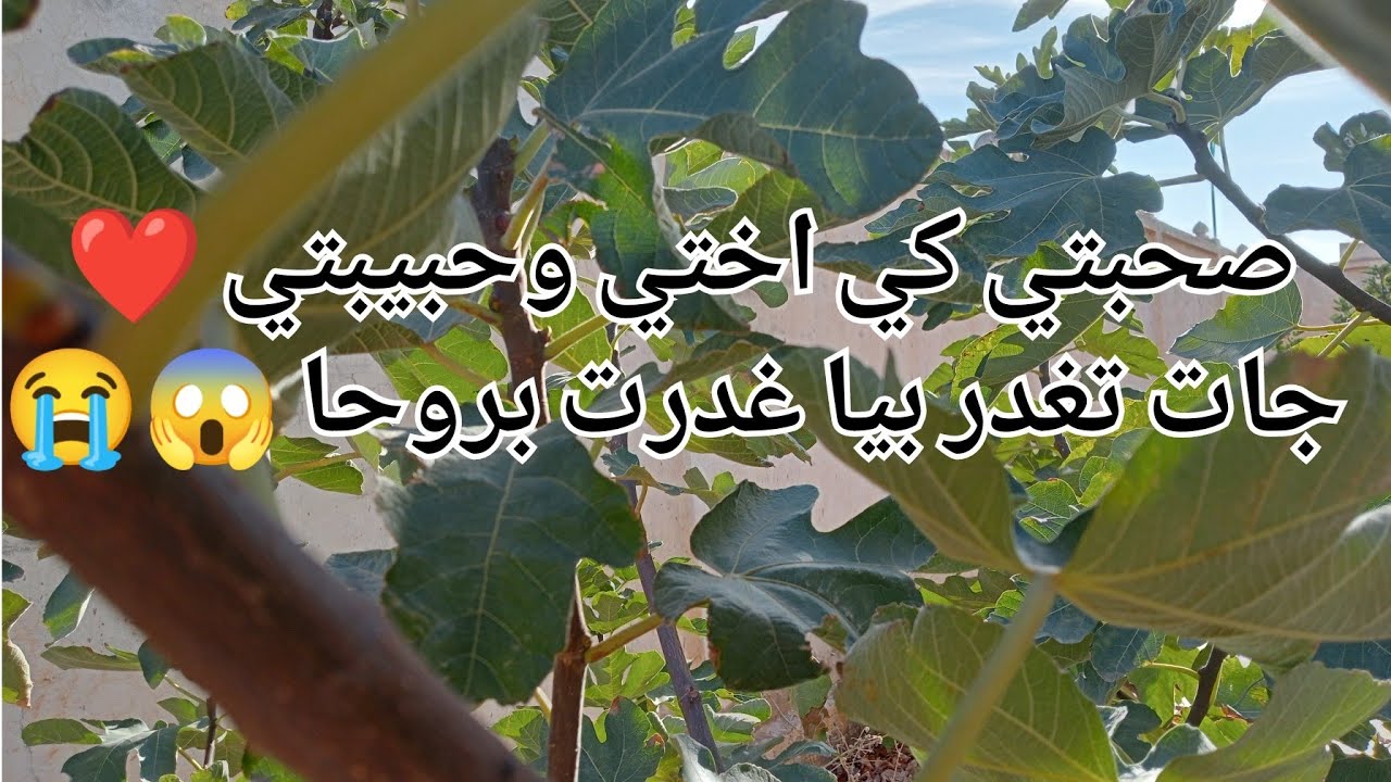 صحبتي كي اختي وحبيبتي ❤️ جات تغدر بيا 😰غدرت بروحا 😱😭