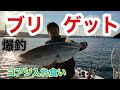 和歌山沖　素人手前船頭の釣れ釣れ一部始終！