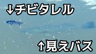 バス釣り 見えバスｖｓチビタレル 夏の青木虫パターン Youtube