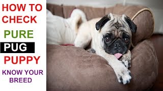 How to Check Pure PUG Breed In Hindi | Know Your Breed In hindi | The Ultimate Channel