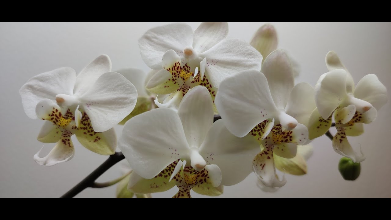 Kolekcija orhideja - zima 2021/22