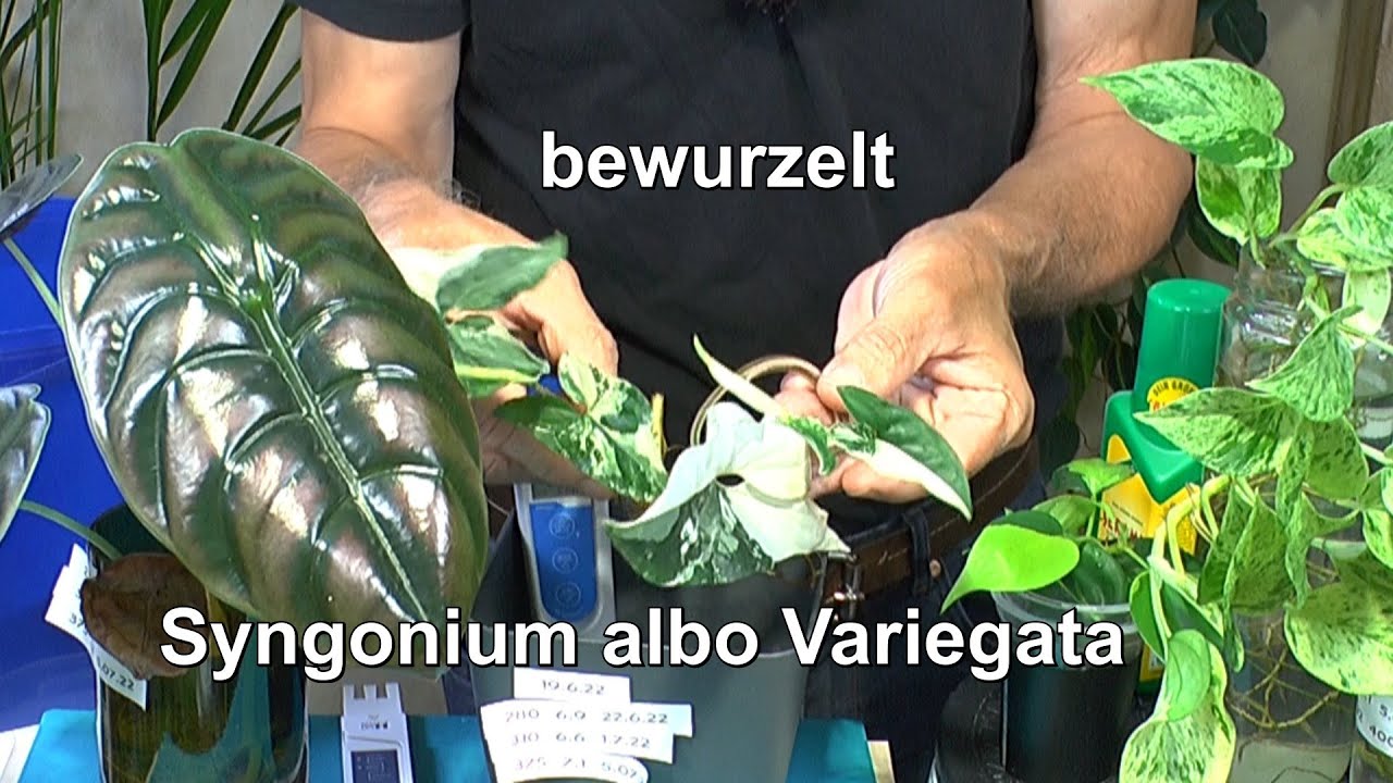 Zimmerpflanzenpflege und Syngonium in der Vermehrung. Mango Spülen beendet