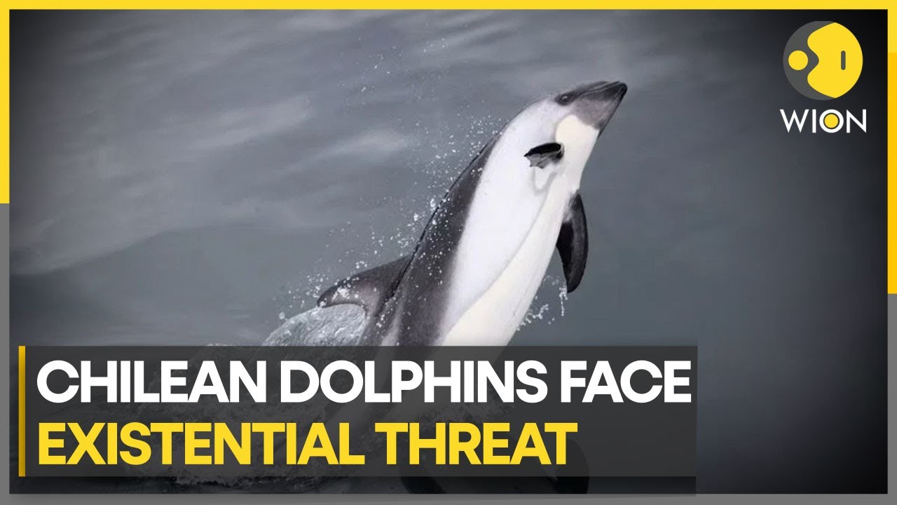 Chilean Dolphins face threats from avian flu & human activity | WION Climate Tracker