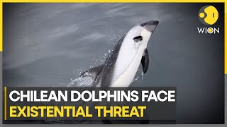 Chilean Dolphins Face Threats From Avian Flu & Human Activity Wion Climate Tracker