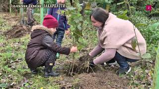 #Озеленення України #Озеленення Закарпаття Колектив ЗОЕНЦ приєднався до  проєкту з озеленення