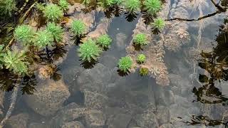 Aliran air sungai dengan tumbuhan