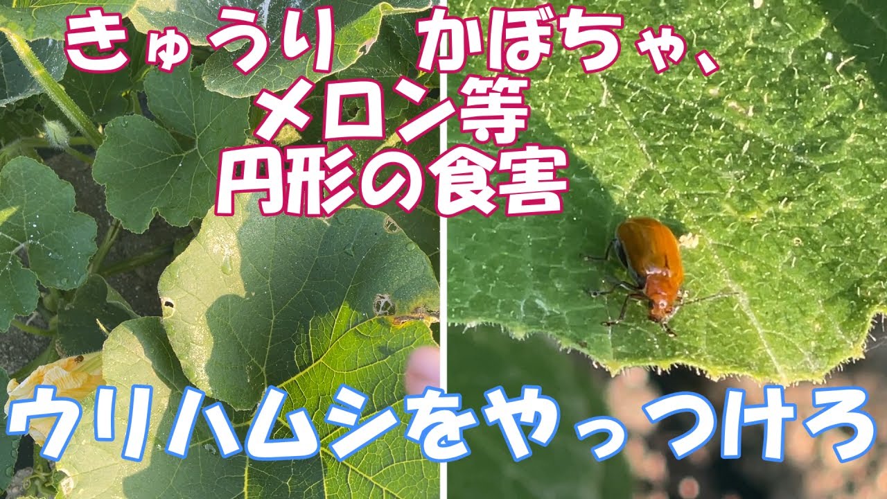 ウリハムシの倒し方 キュウリ メロン かぼちゃ ウリ科をたべるからウリハムシ 可愛いですがやっつけます Youtube